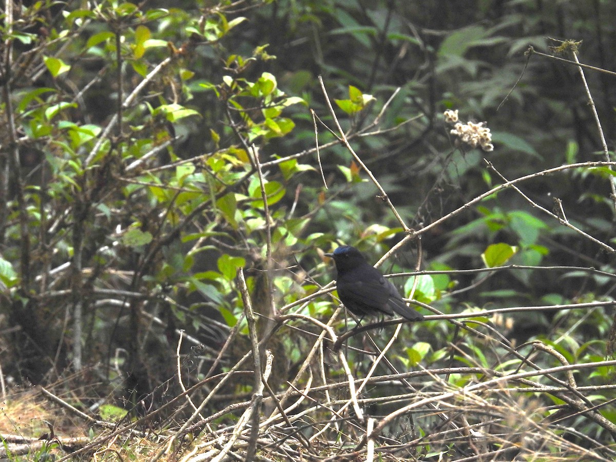 White-tailed Robin - Aparajita Datta