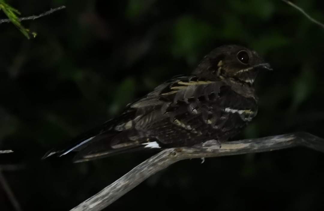 Jerdon's Nightjar - ML618878878