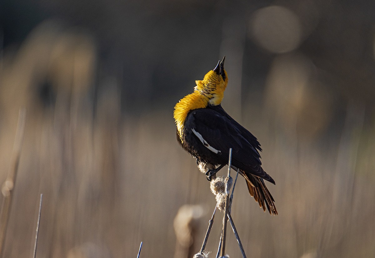 Yellow-headed Blackbird - ML618878880