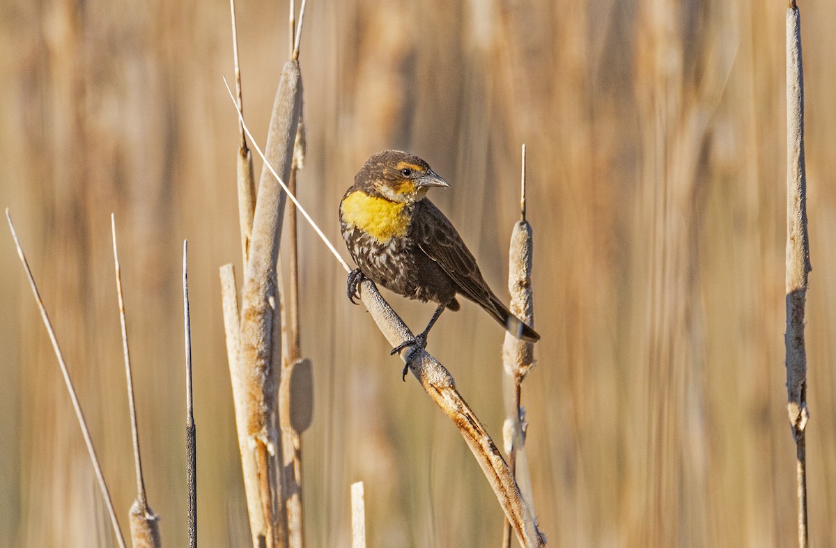 Yellow-headed Blackbird - ML618878881
