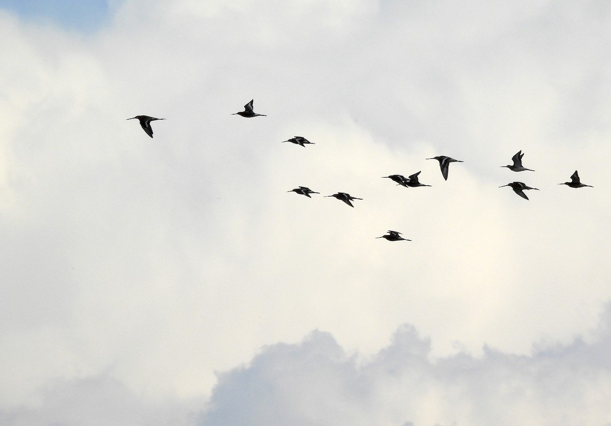 Black-tailed Godwit - Alfonso Rodrigo