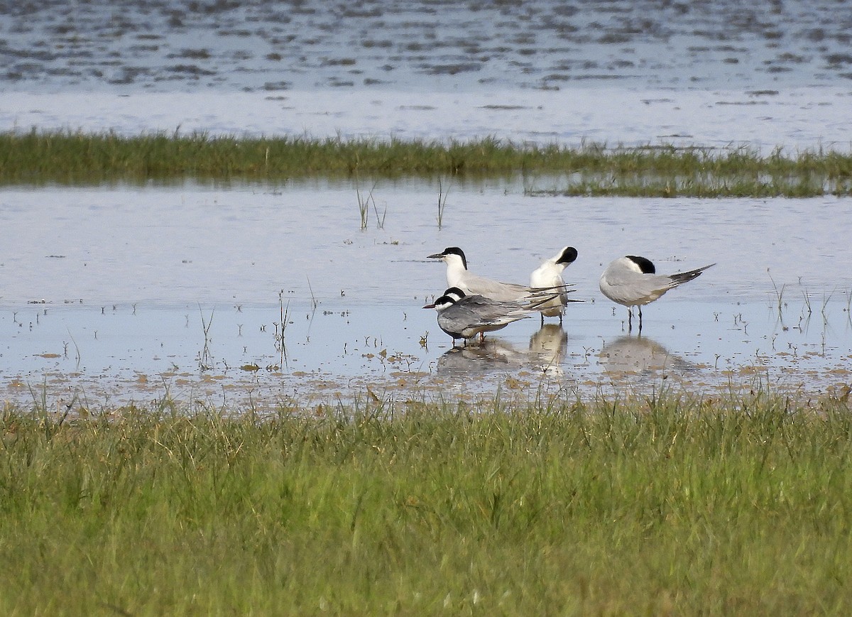 Whiskered Tern - Alfonso Rodrigo