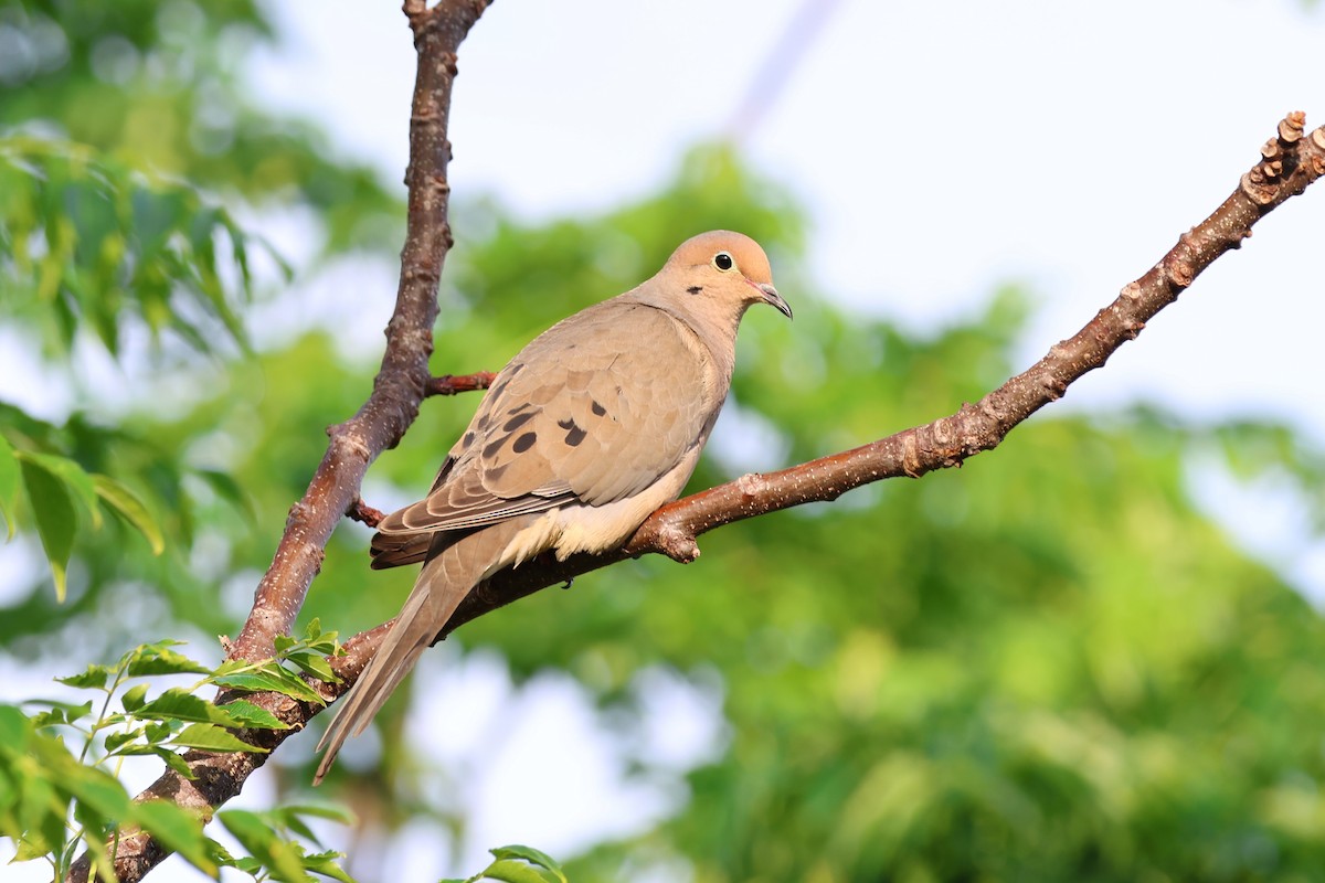 Mourning Dove - Andrew Dobson