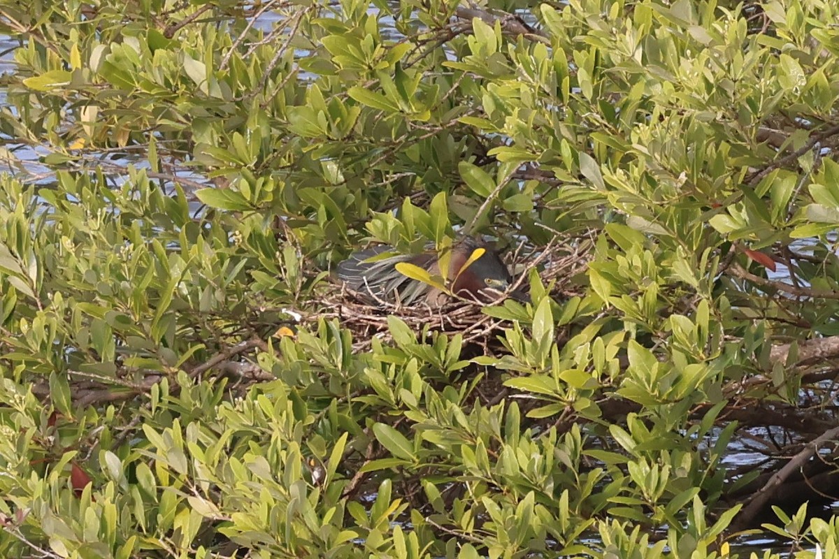 Green Heron - Andrew Dobson