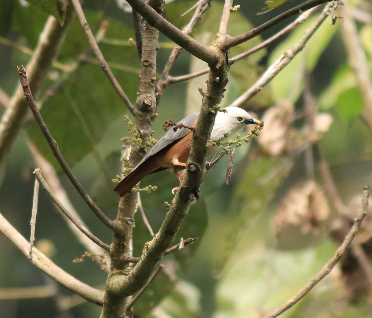 Malabar Starling - Afsar Nayakkan