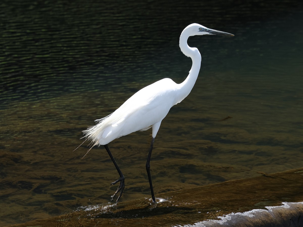 Great Egret - Mark Newsome