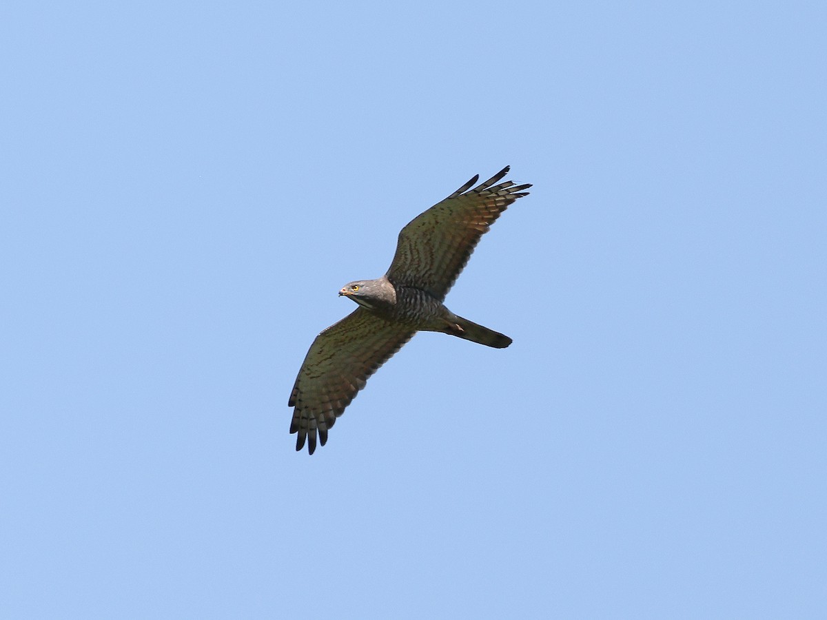 Gray-faced Buzzard - Mark Newsome