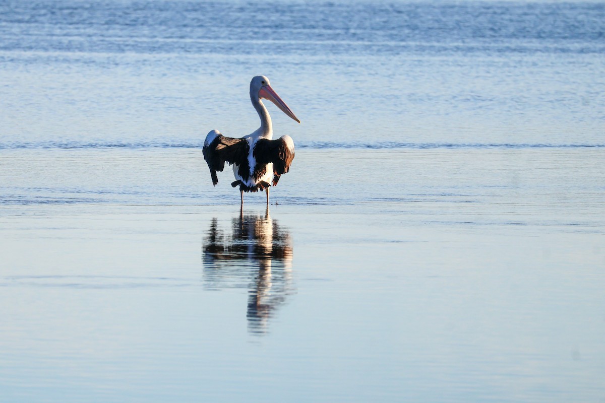 Australian Pelican - Sonia Boughton