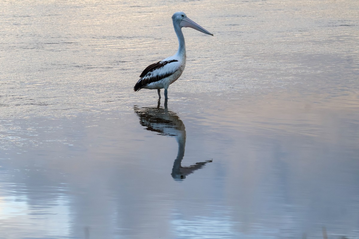 Australian Pelican - Sonia Boughton