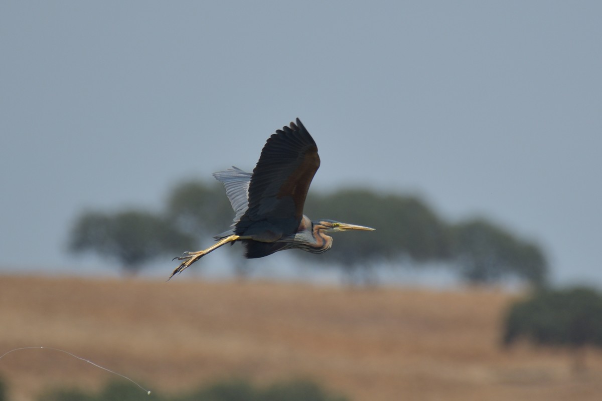 Purple Heron - Jorge  Safara