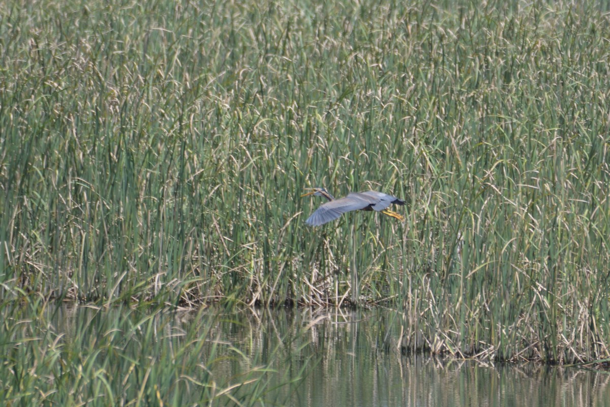 Purple Heron - Jorge  Safara