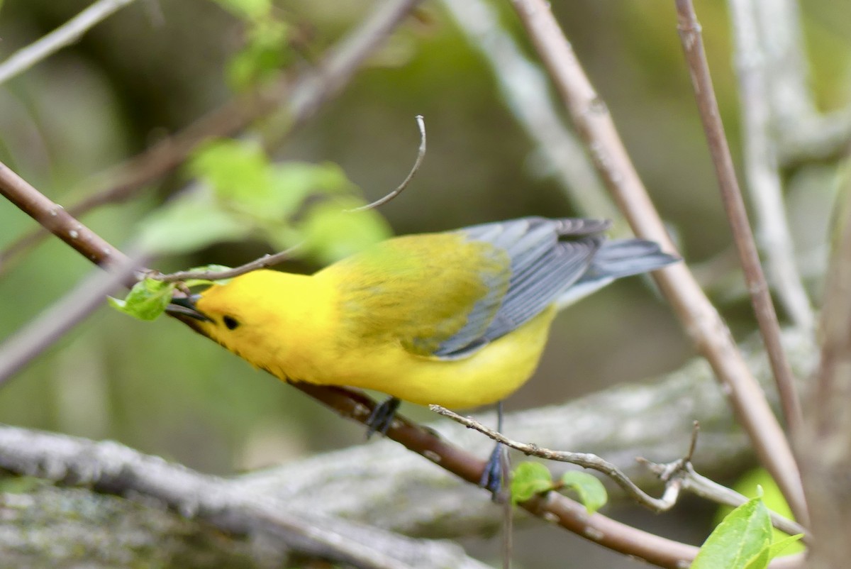 Prothonotary Warbler - Jessica Bishop