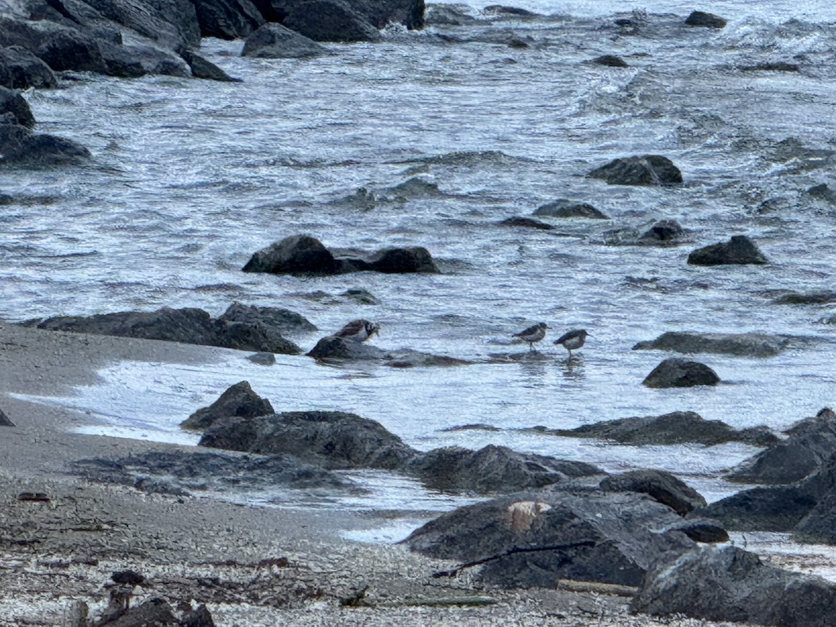 Ruddy Turnstone - Chris Wood