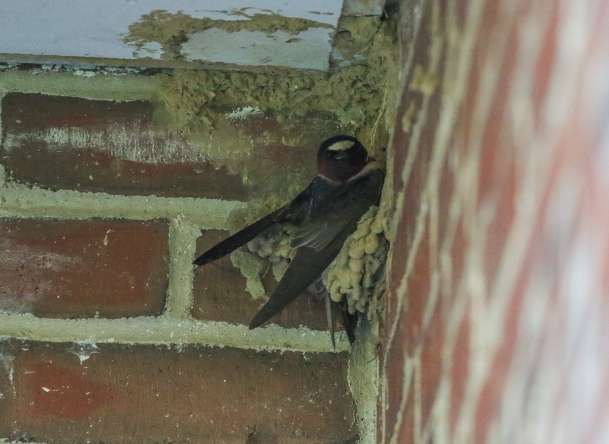 Cliff Swallow - ML618878966