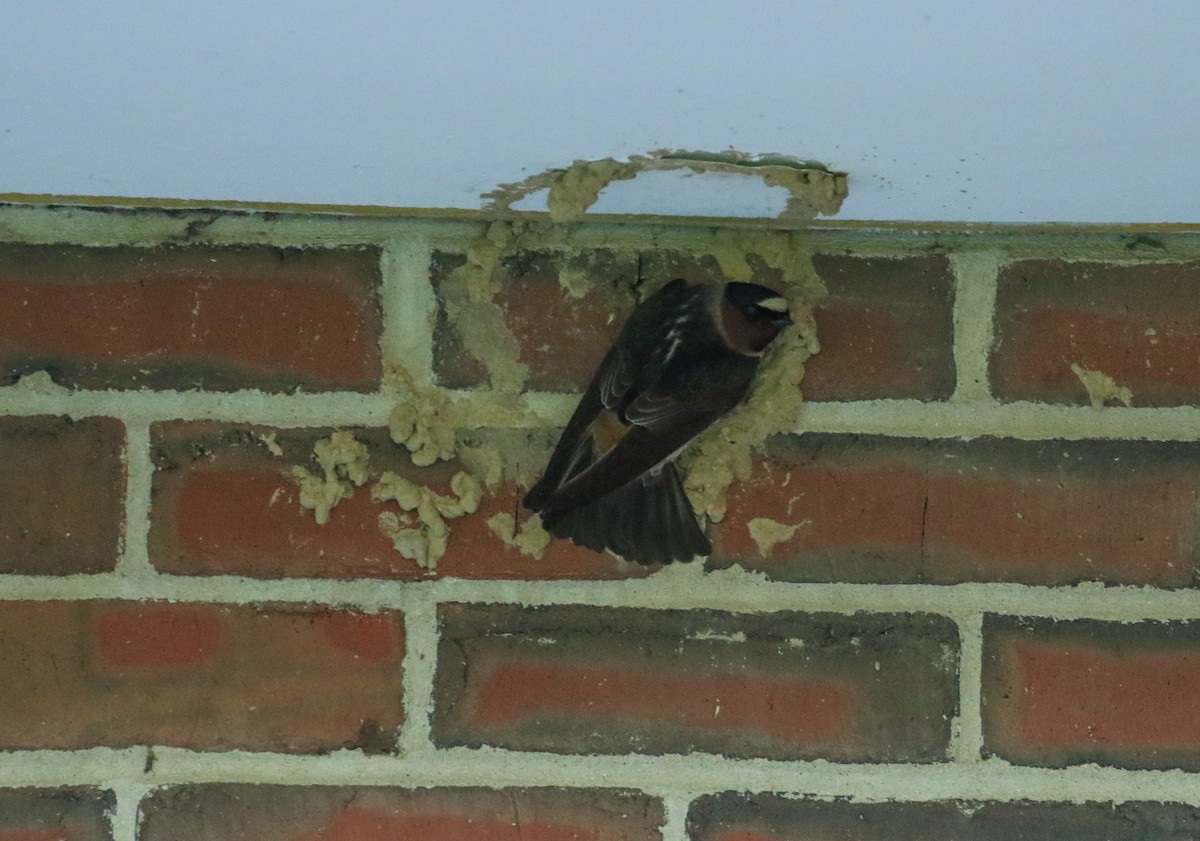 Cliff Swallow - Robert Dixon