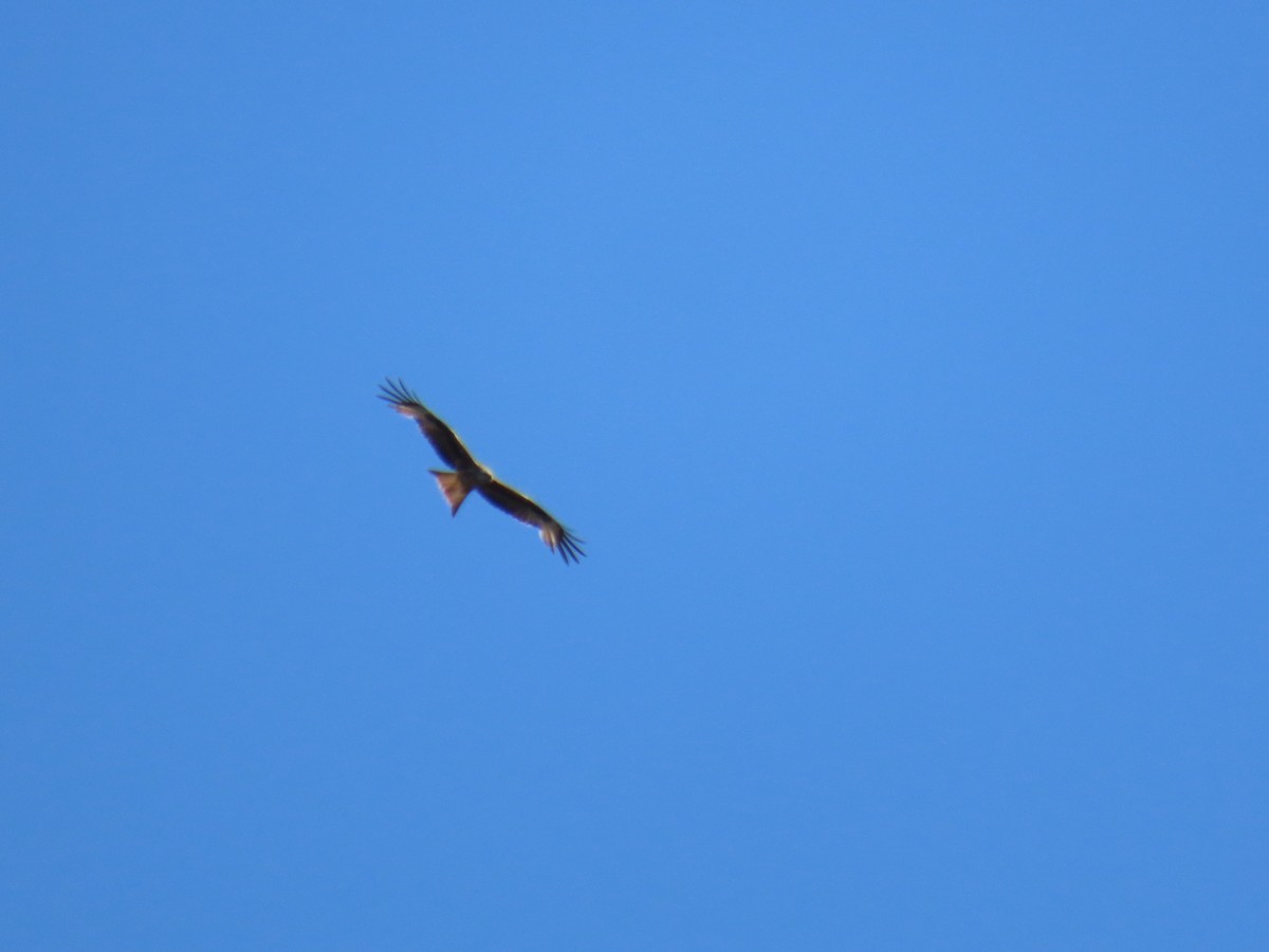 Red Kite - Ramón Martín Martín