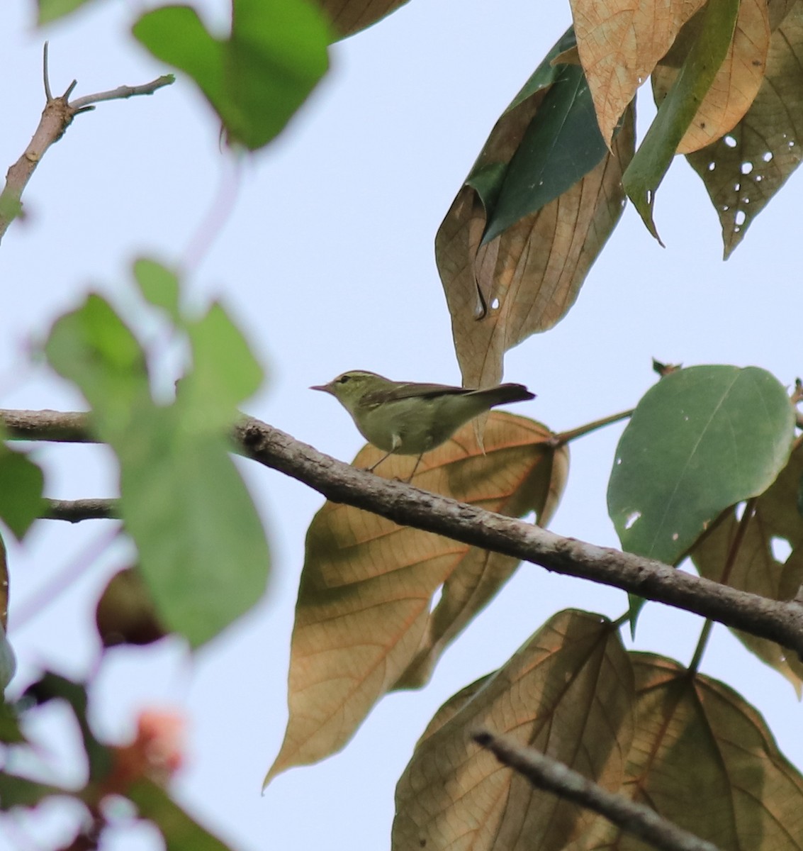 Greenish Warbler - Afsar Nayakkan