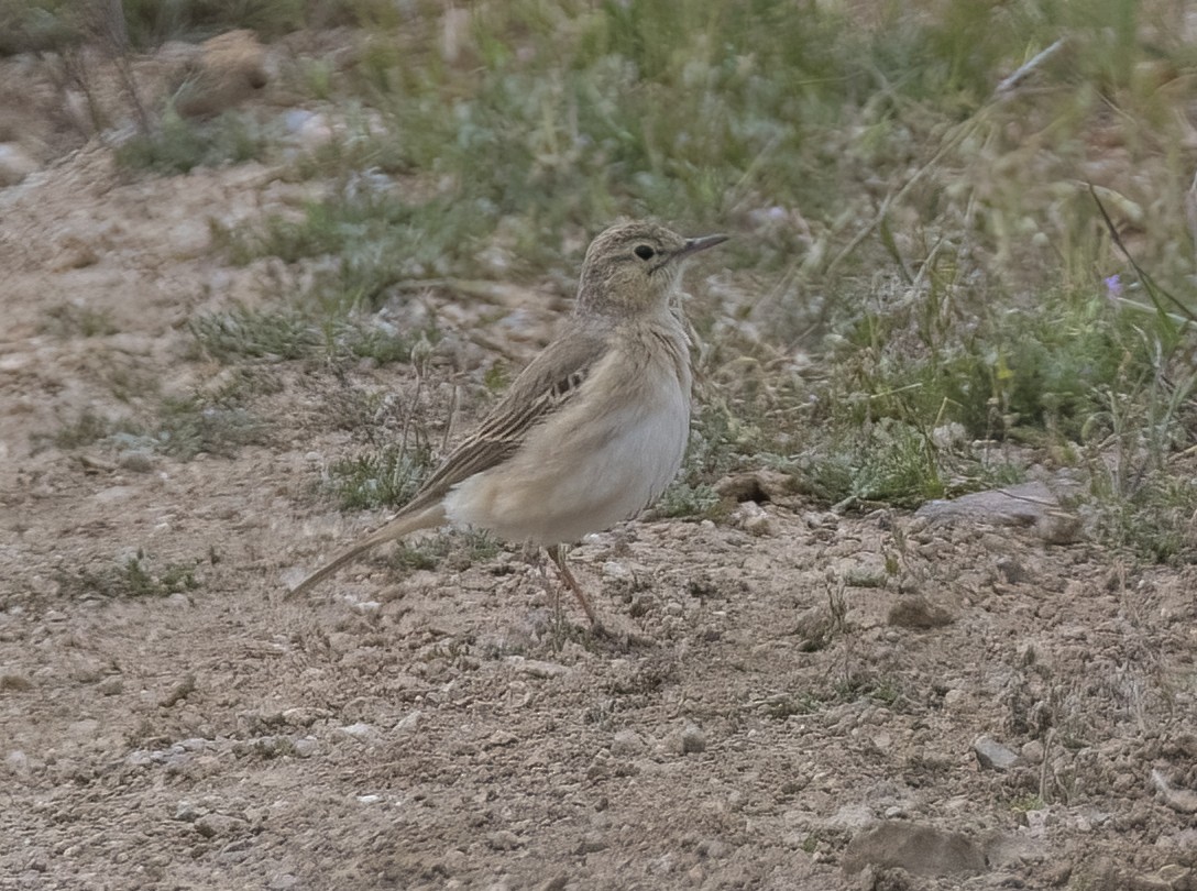 Tawny Pipit - Kuzey Isik