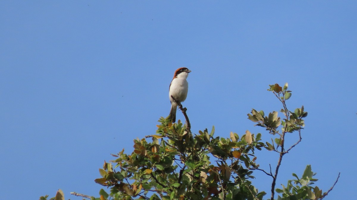 Woodchat Shrike - Luís Custódia