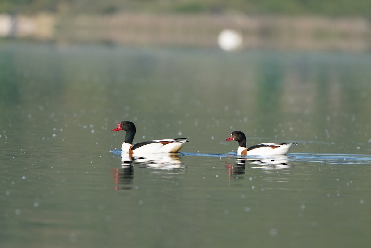 Common Shelduck - ML618879012