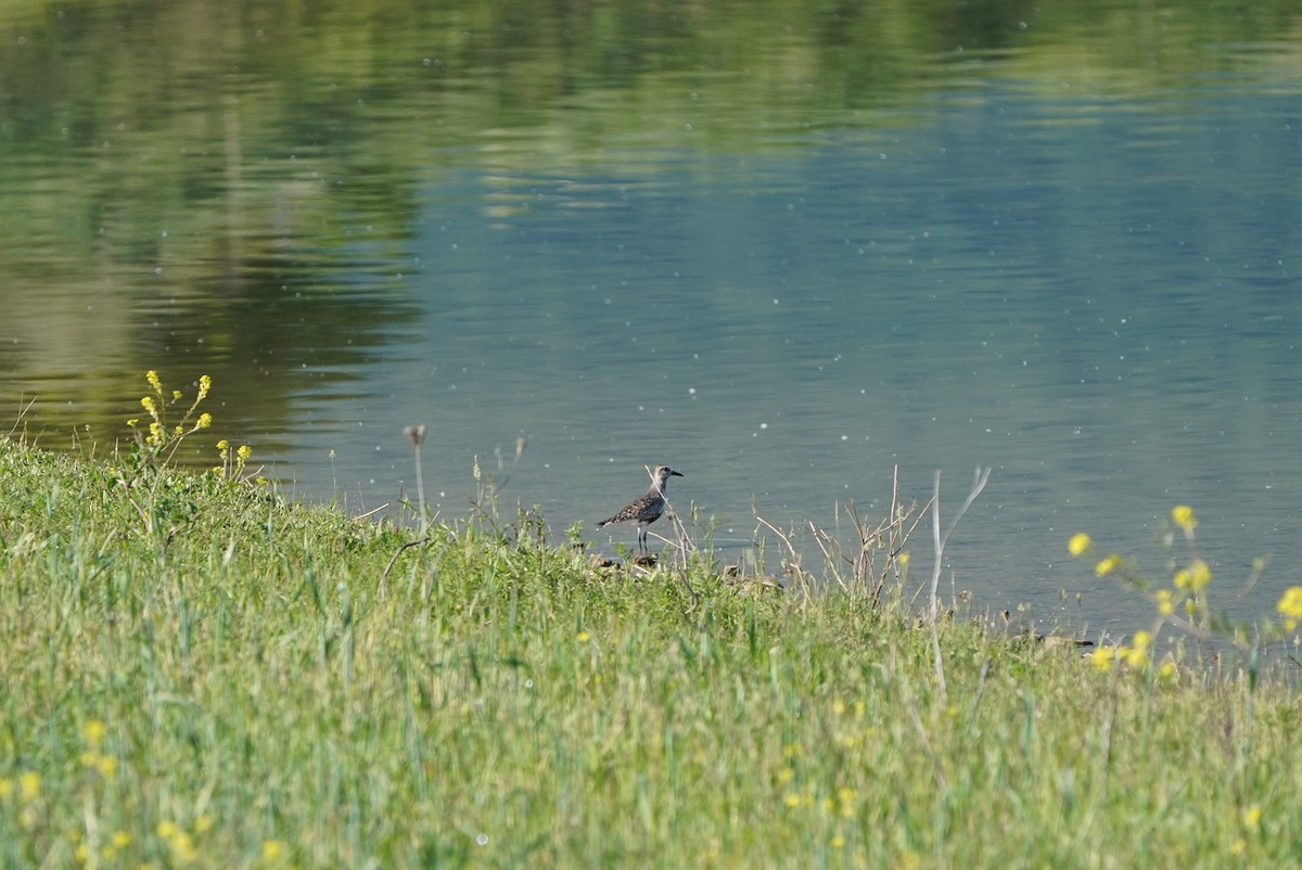 Black-bellied Plover - Raul Pascual