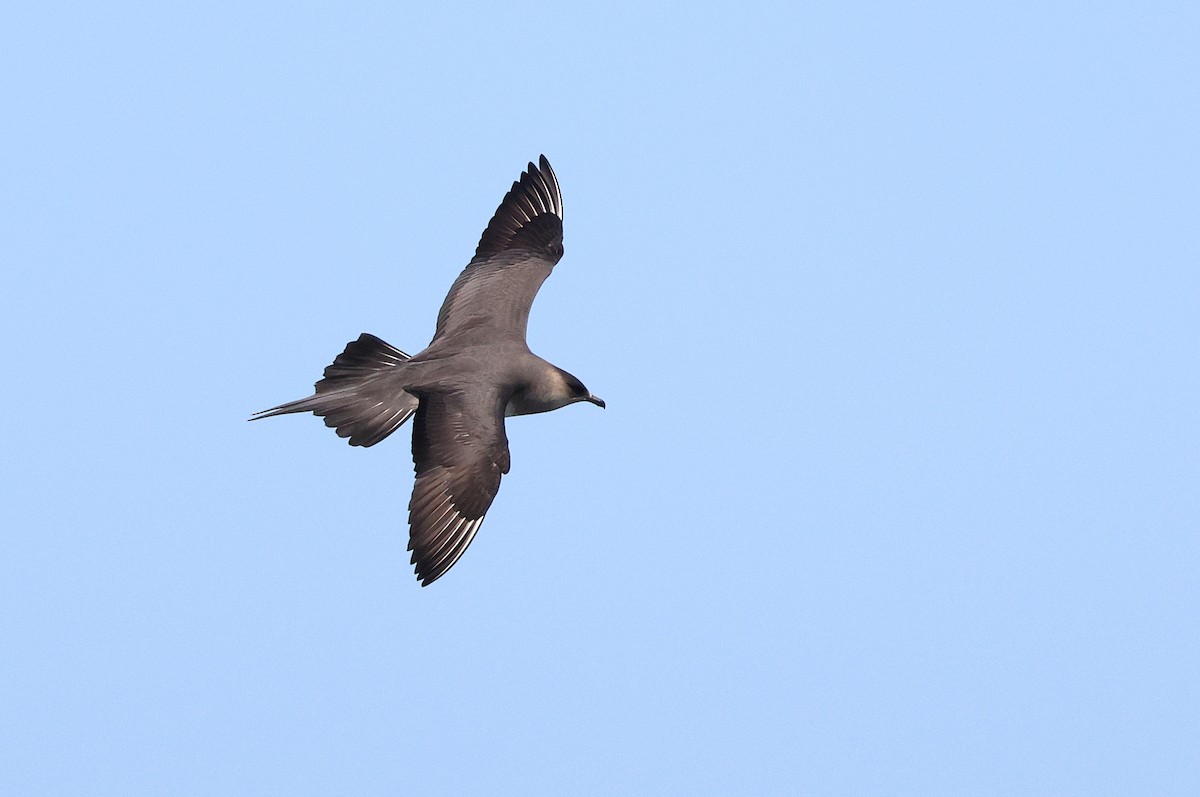 Parasitic Jaeger - Zbigniew Kajzer