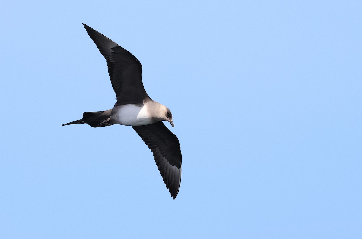 Parasitic Jaeger - Zbigniew Kajzer