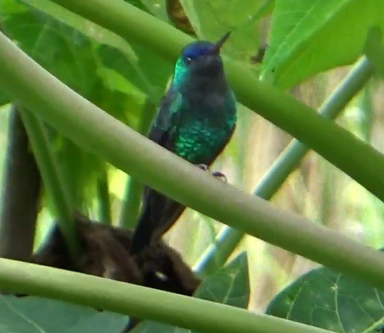 Indigo-capped Hummingbird - ORLANDO TOBAR VARGAS