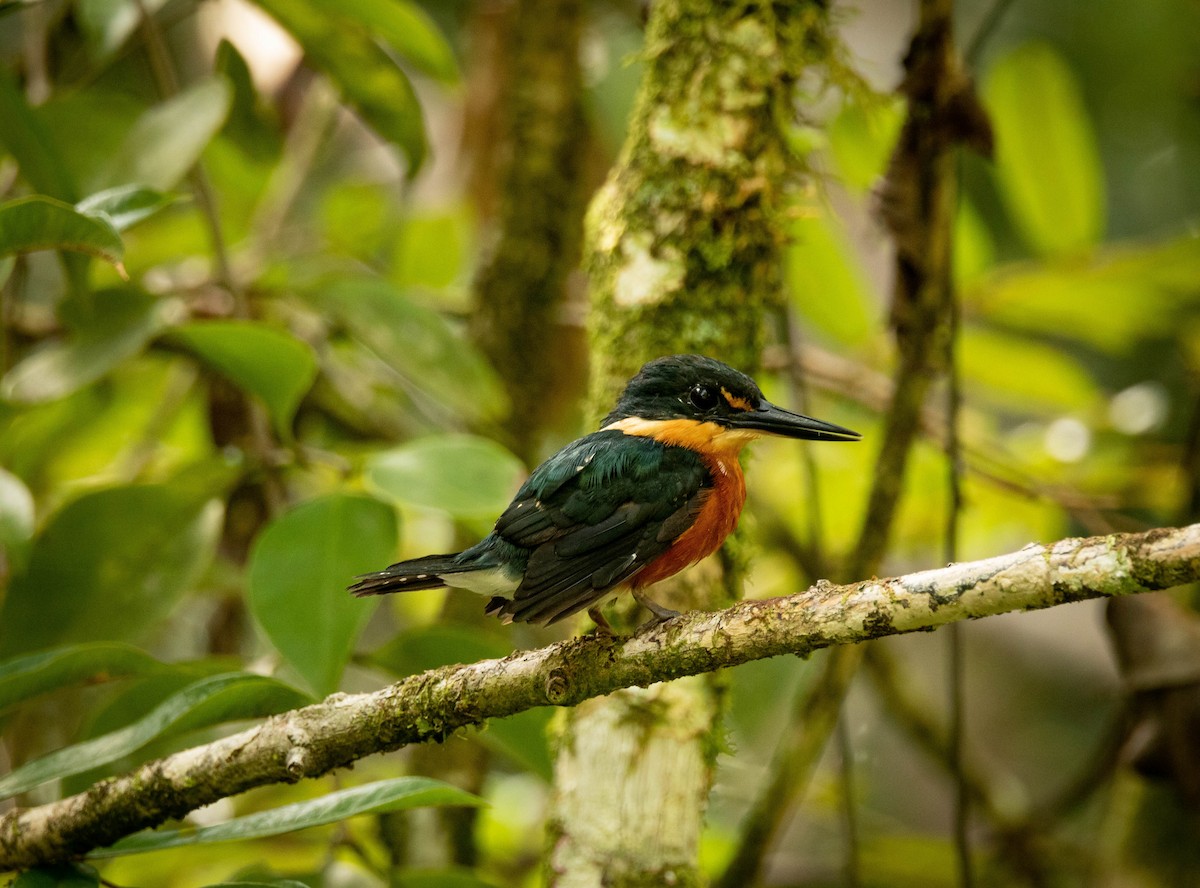 American Pygmy Kingfisher - Paulo Sillig