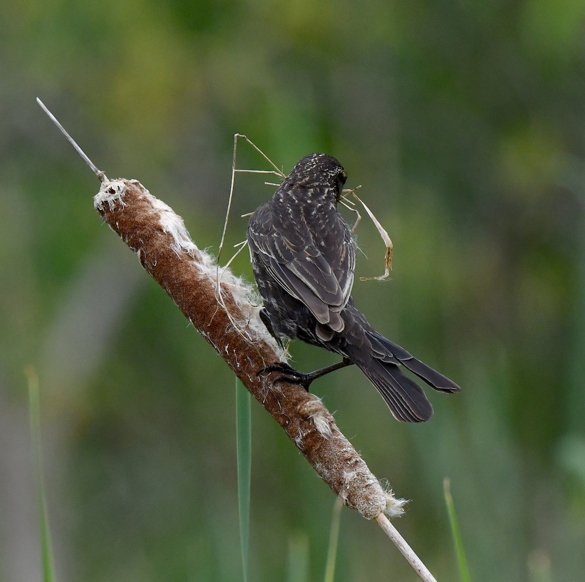 Red-winged Blackbird - Kristen Cart