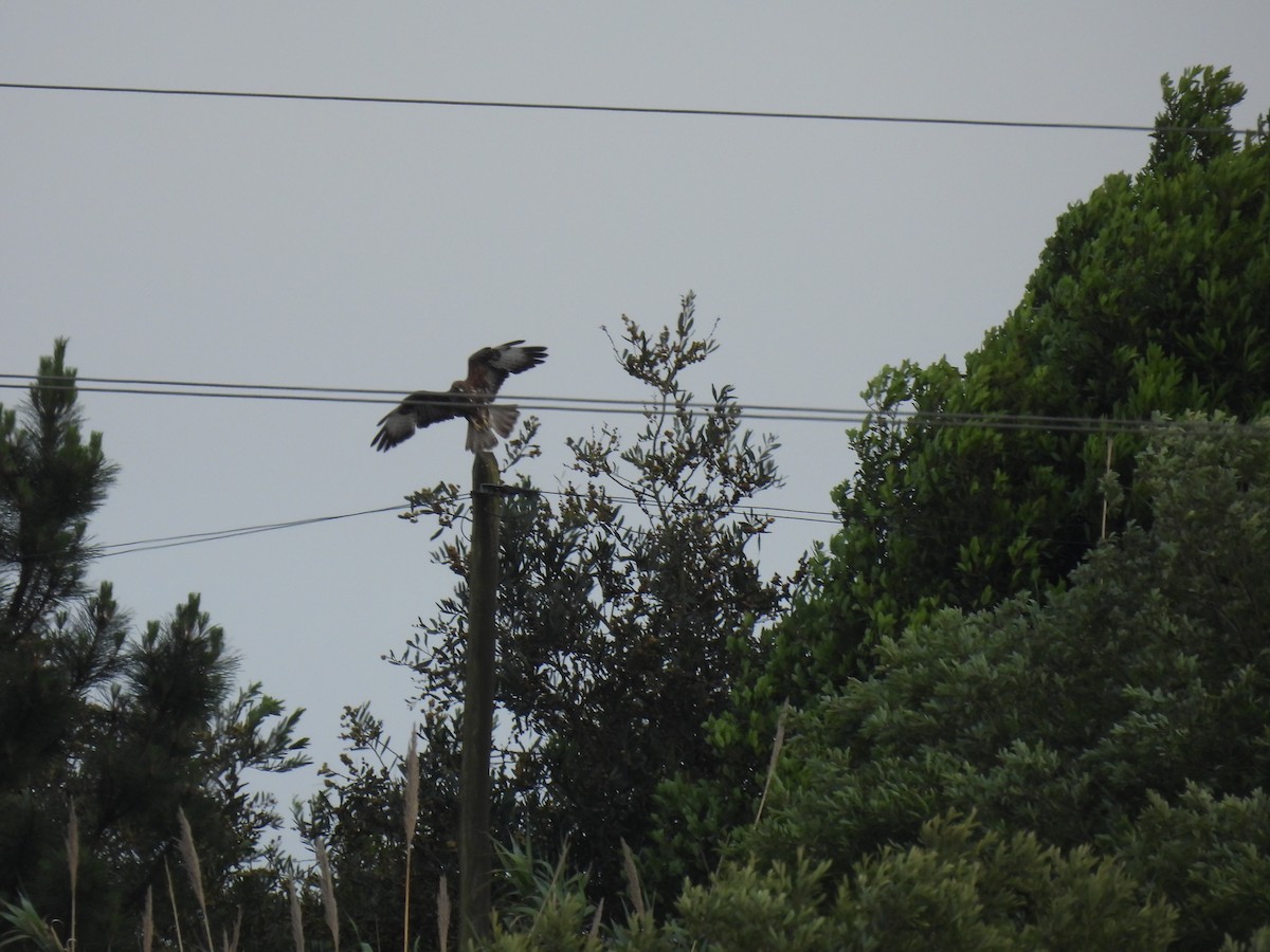 Common Buzzard - Anastasiya Dragun