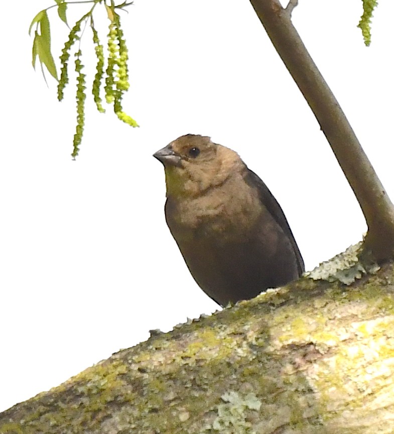 Brown-headed Cowbird - Kristen Cart