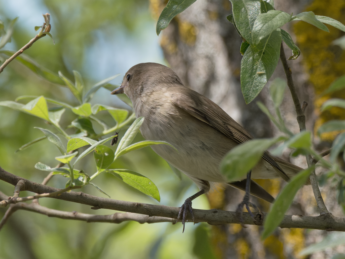 Garden Warbler - Juan Parra Caceres