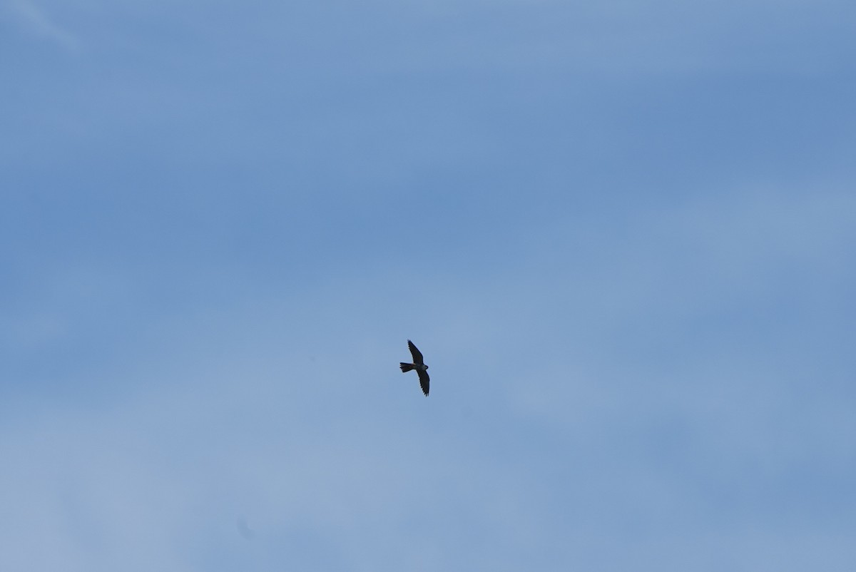 Eurasian Hobby - ML618879052