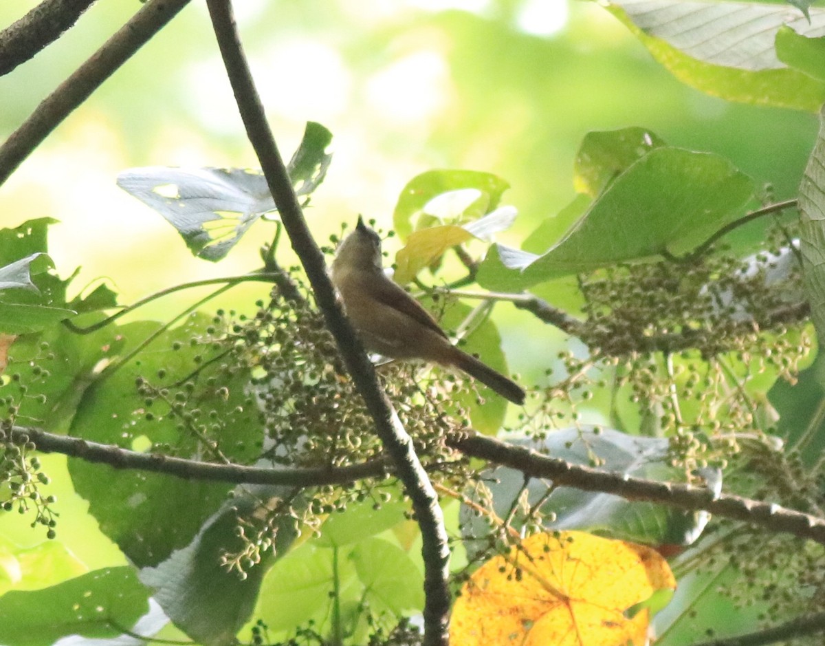 Brown-cheeked Fulvetta - Afsar Nayakkan