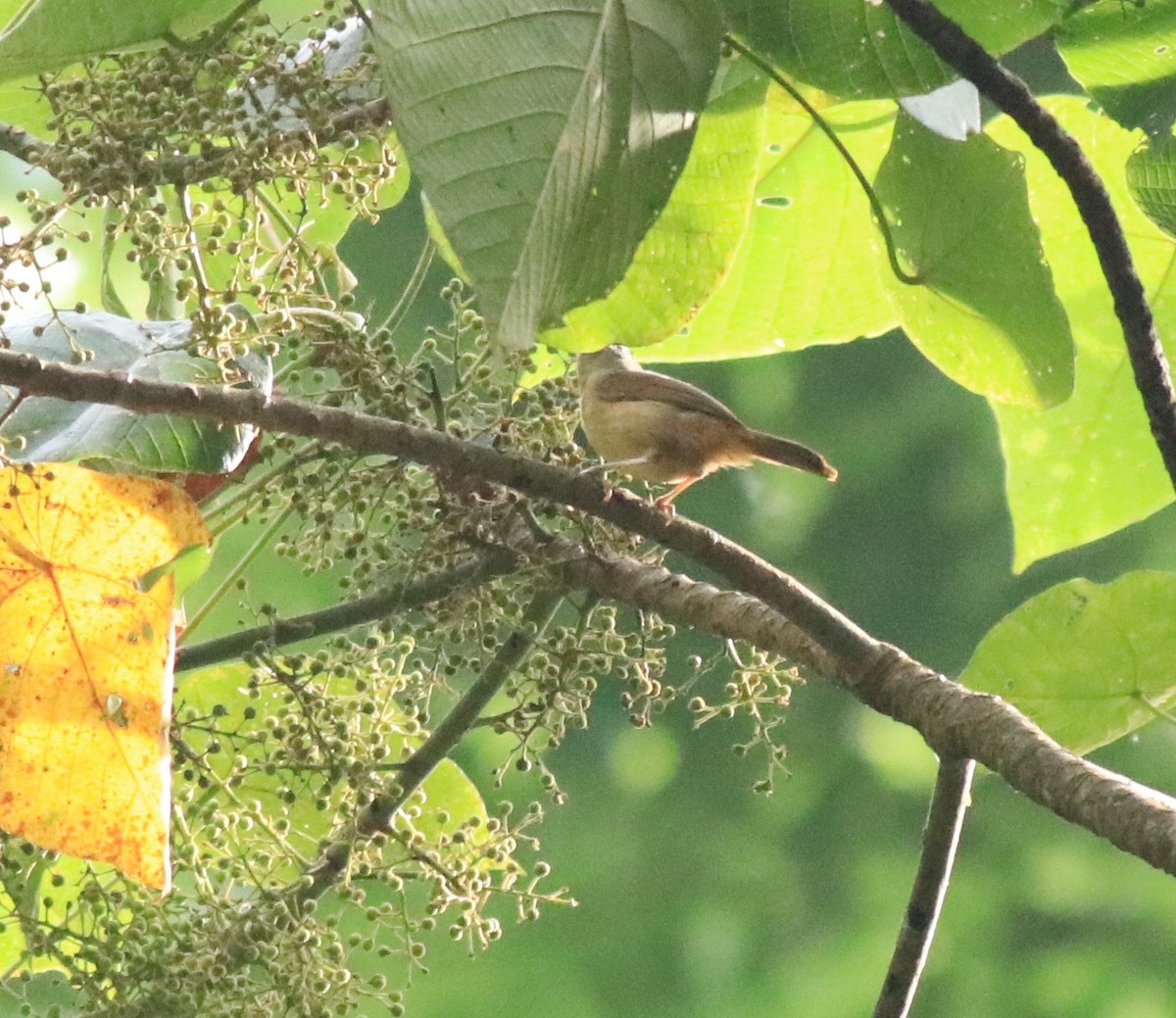 Brown-cheeked Fulvetta - Afsar Nayakkan