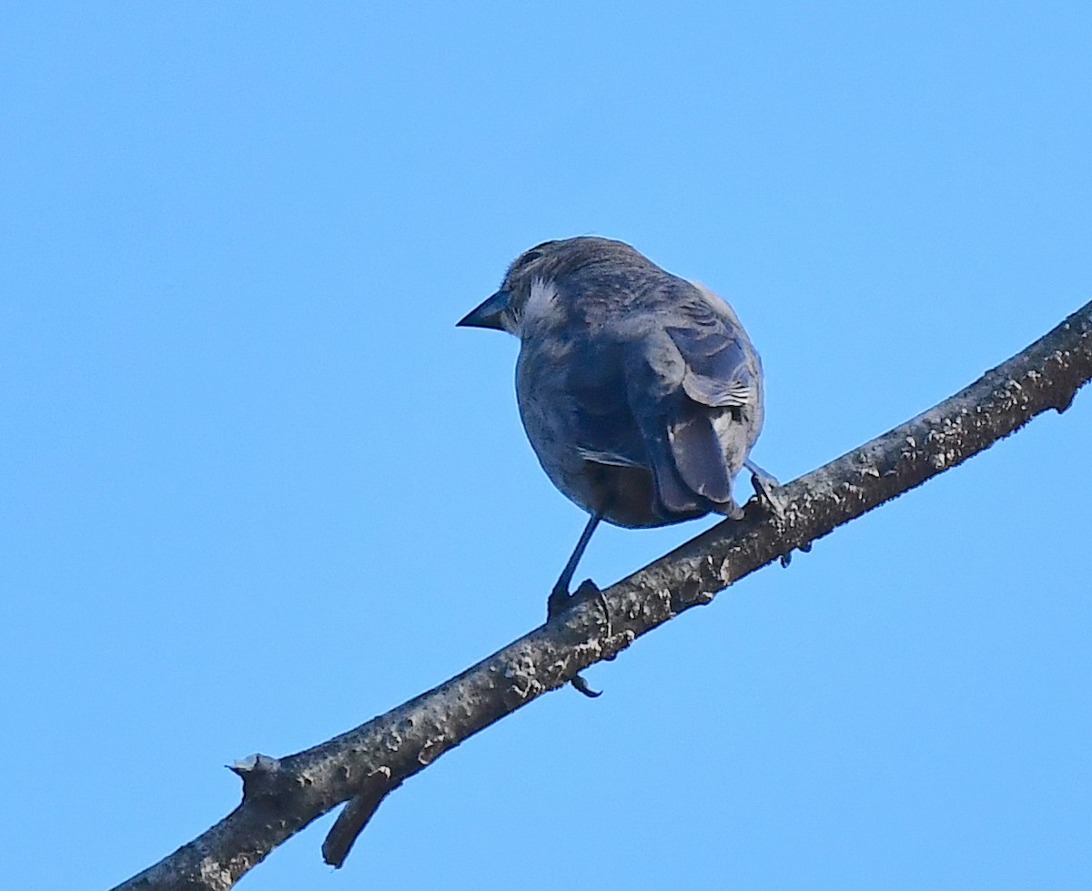 Brown-headed Cowbird - Kristen Cart