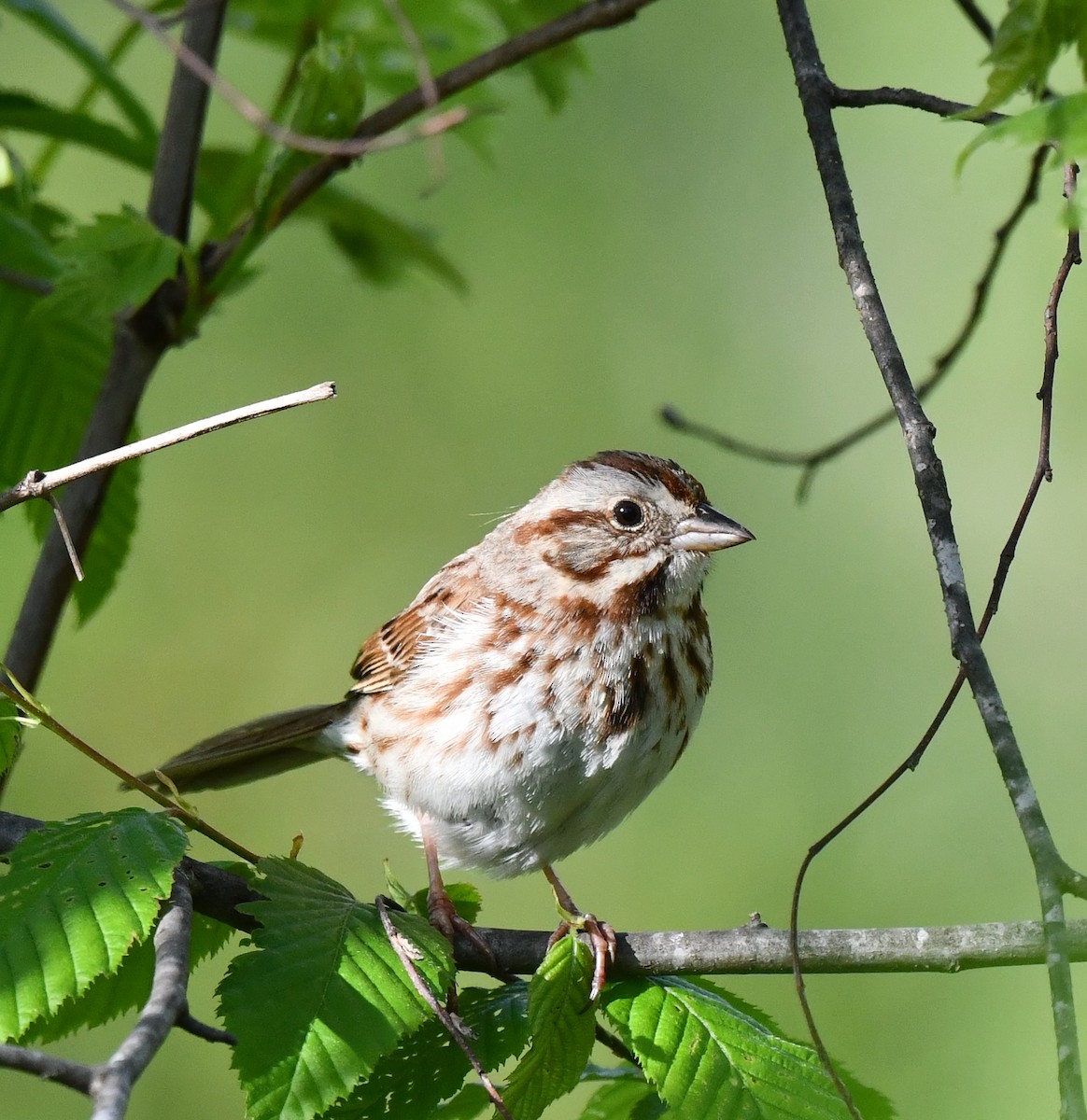 Song Sparrow - Kristen Cart