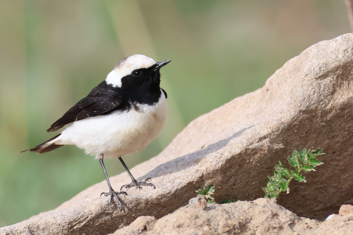 Pied Wheatear - Wendong Xie