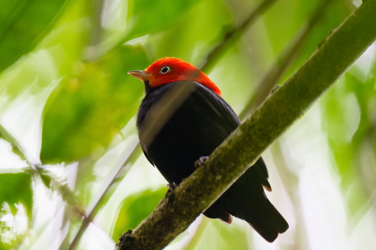 Red-capped Manakin - Zbigniew Wnuk