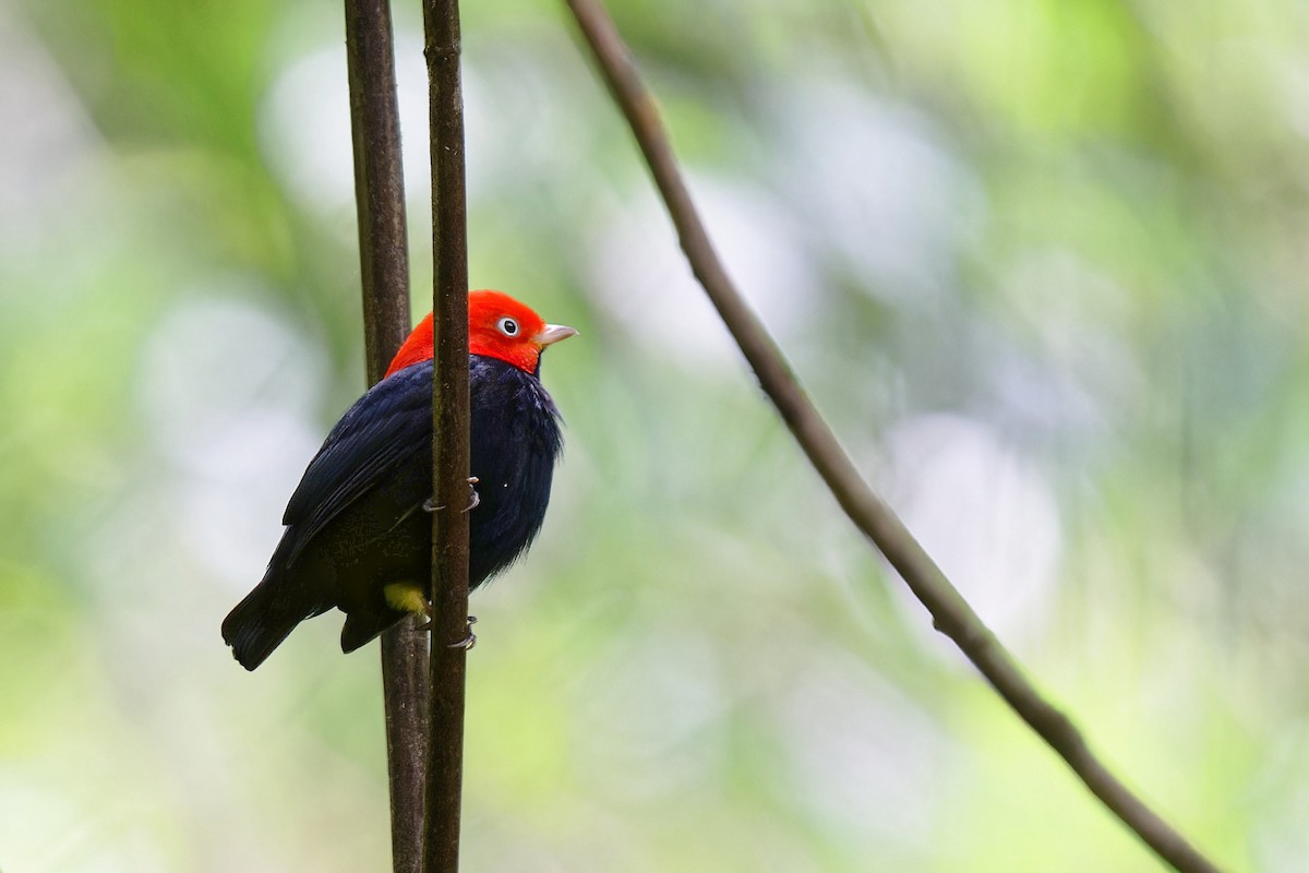 Red-capped Manakin - Zbigniew Wnuk