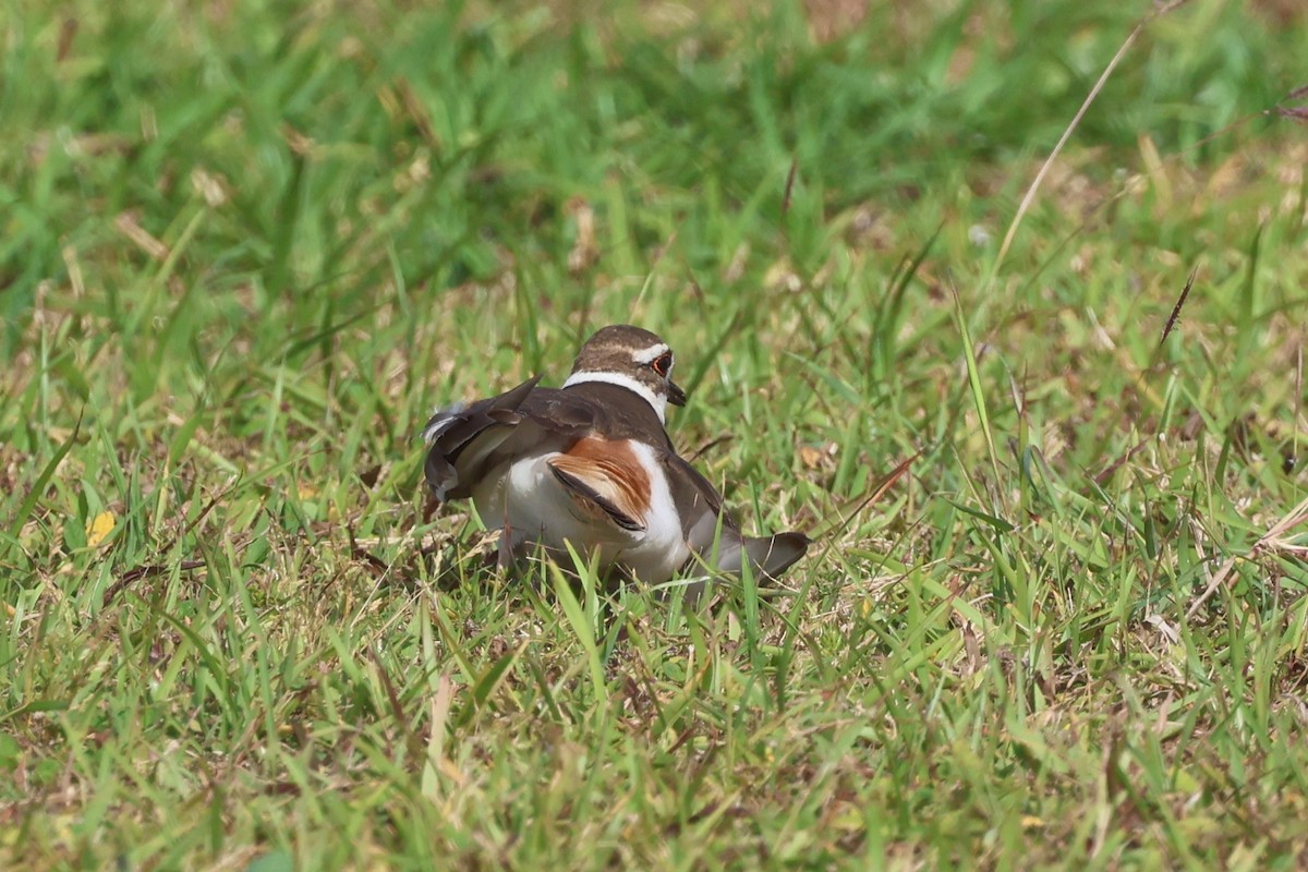 Killdeer - Andrew Dobson