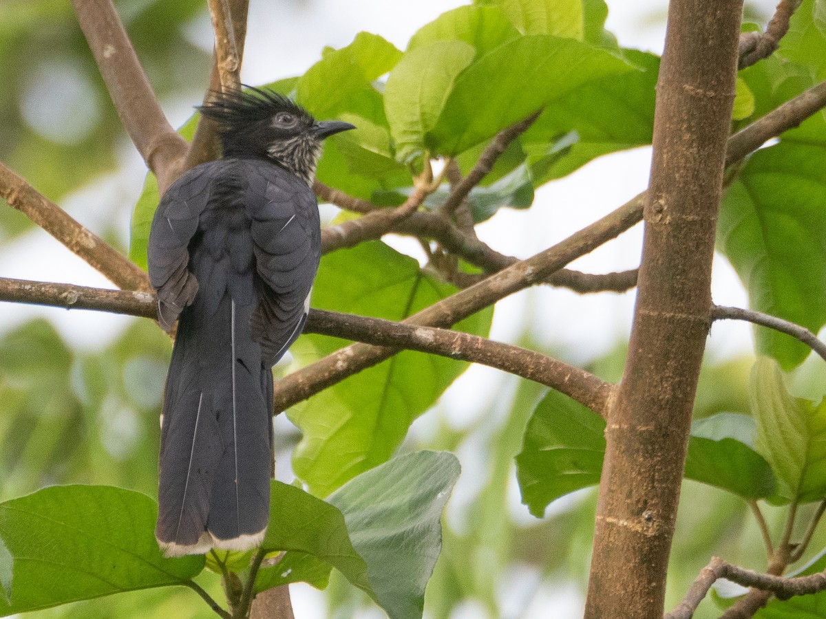 Levaillant's Cuckoo - ML618879173