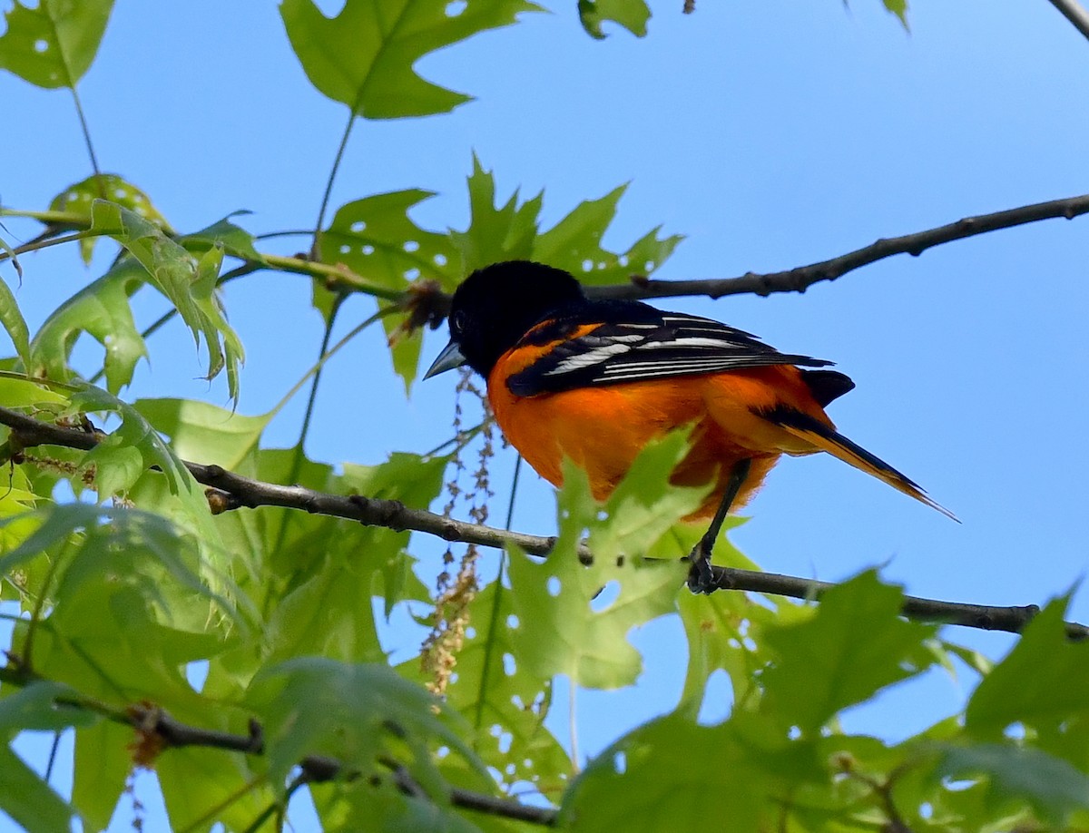 Baltimore Oriole - Kristen Cart