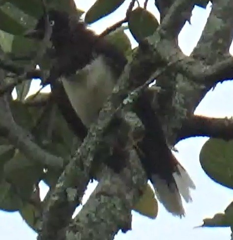 Black-chested Jay - ORLANDO TOBAR VARGAS