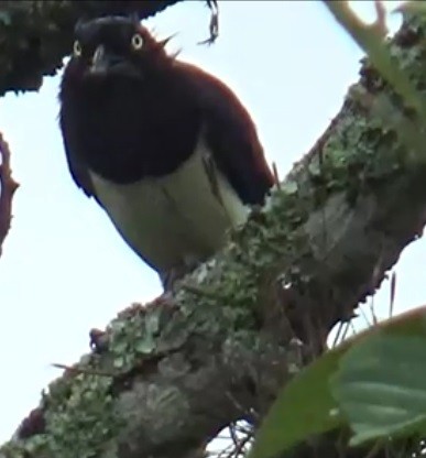 Black-chested Jay - ORLANDO TOBAR VARGAS