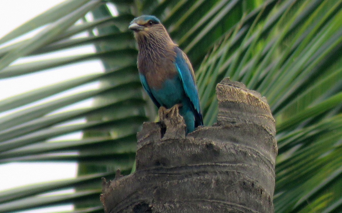 Indian Roller - Deepa Mohan