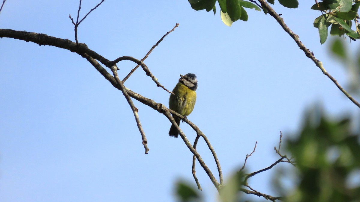 Eurasian Blue Tit - Luís Custódia