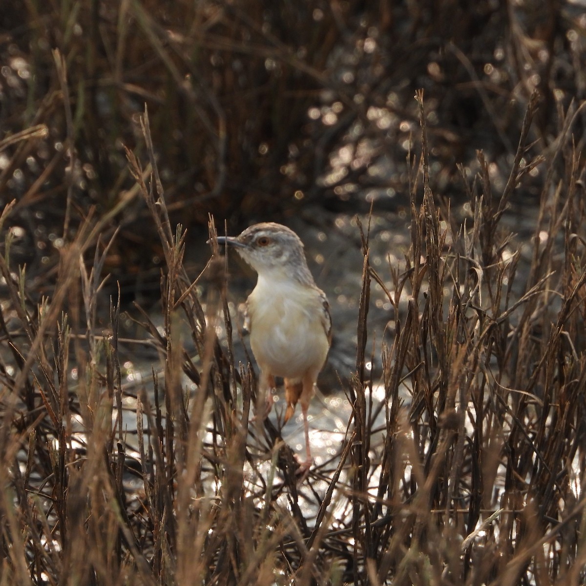 Plain Prinia - Ranjeet Rane