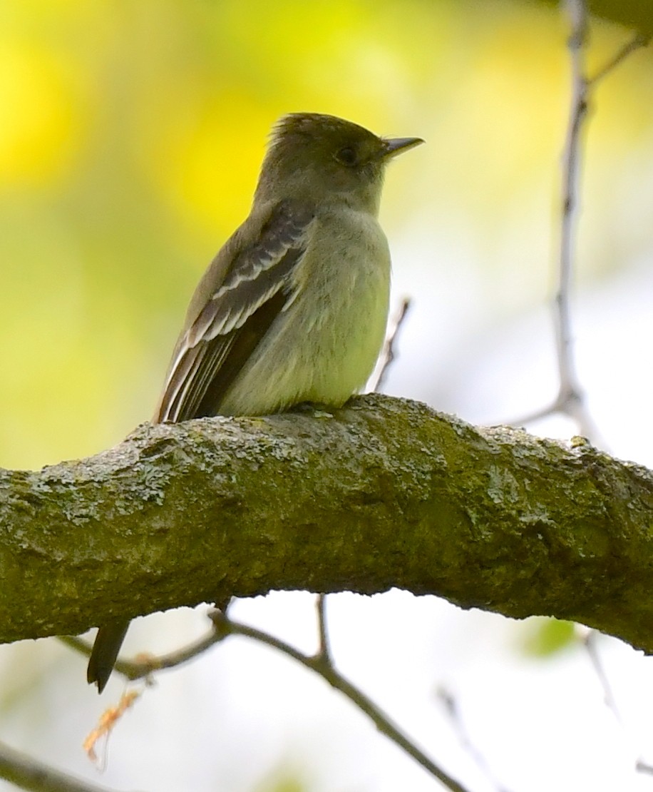 Eastern Wood-Pewee - Kristen Cart